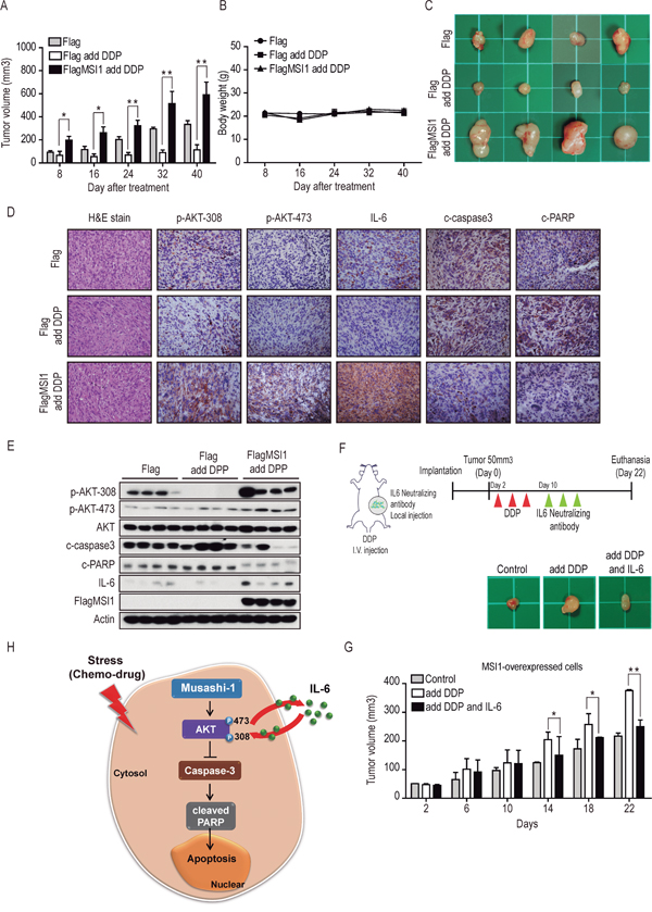 Musashi-1 promoted tumor growth and mitigates stress-induce apoptosis in xenograft animal model.
