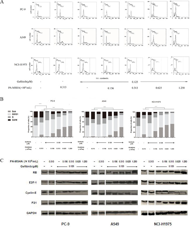 Effect of Gefitinib, PA-MSHA or a combination of the two drugs on the cell cycle distribution and proteins associated with cell cycle control in NSCLC cells.