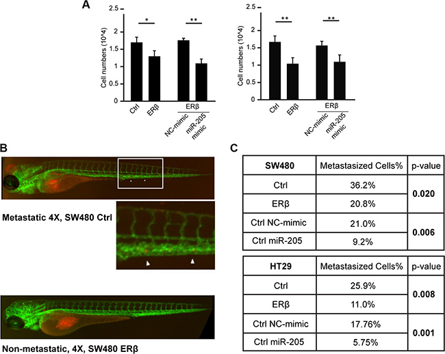 ER&#x03B2; and miR-205 inhibits tumor invasion in vitro and in vivo.
