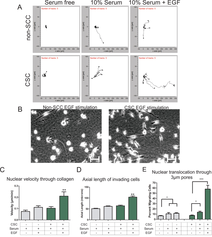 Cancer stem cells are more invasive through 3D collagen gel than non-stem cancer cells.