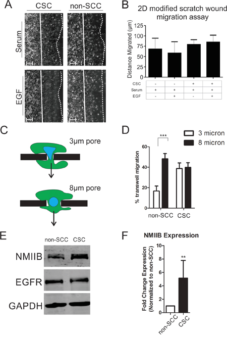 Cancer stem cells have a higher rate of invasion due to their enhanced ability for nuclear translocation.