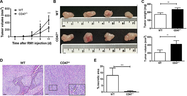 Enhanced tumor growth without apparent necrosis in mice lacking CD47.