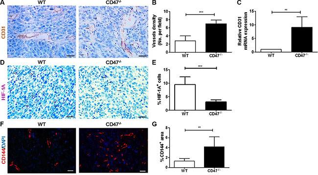 Tumors from CD47-deficient mice exhibited improved tumor angiogenesis and vascular integrity compared to those from WT mice.