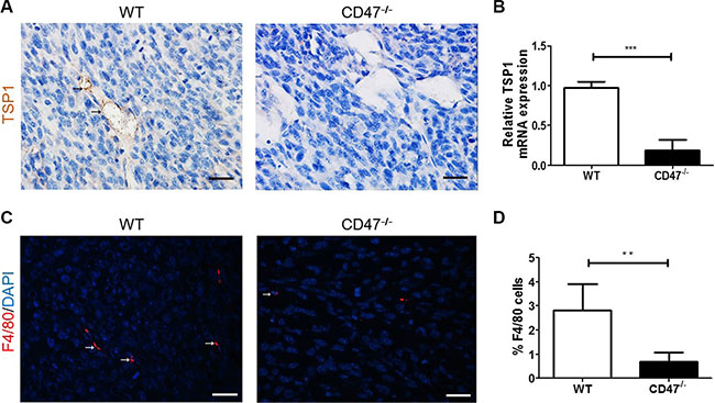 Reduced TSP1 production and the associated macrophage infiltration in tumors from CD47-deficient mice.