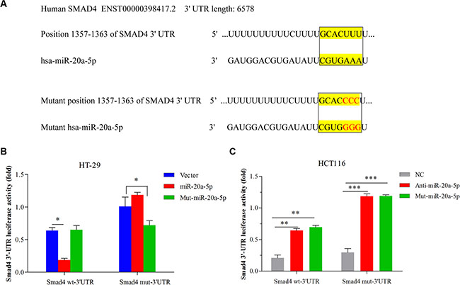 miR-20a-5p mediated Smad4 expression by directly binding to its 3&#x2032;-UTR in CRC cell lines.