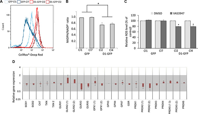 Cyclin D1 modifies the cell redox balance.