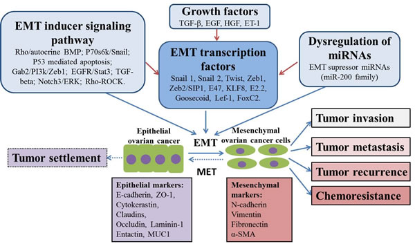 Putative mechanisms of EMT in ovarian cancer chemoresistance and progression.