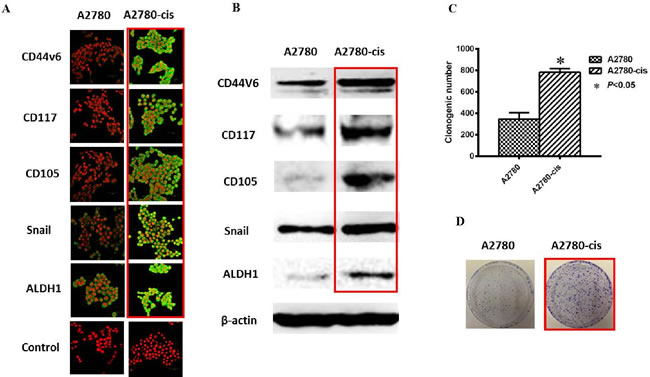 Increased CSC phenotype in EOC-cis resistant cells compared with EOC-control cells.