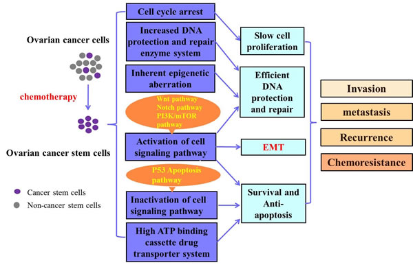 Putative mechanisms of CSCs in OC chemoresistance.