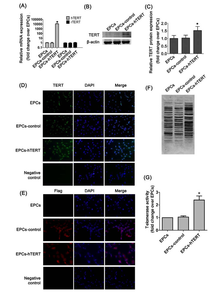 hTERT expression in EPCs after transduction.