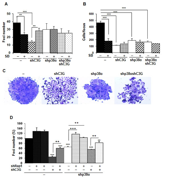 C3G and p38&#x3b1; MAPK, but not Rap1, promote anchorage dependent growth of HCT116 cells.