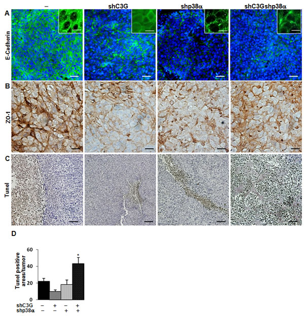 Analysis of E-cadherin, ZO-1 and cell death in tumors derived from C3G, p38&#x3b1; and C3G-p38&#x3b1; knock-down HCT116 cells.