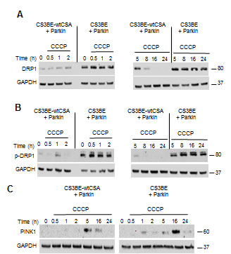 The overexpression of Parkin in CS-A cells leads to increased DRP1 phosphorylation and PINK1 stabilization.