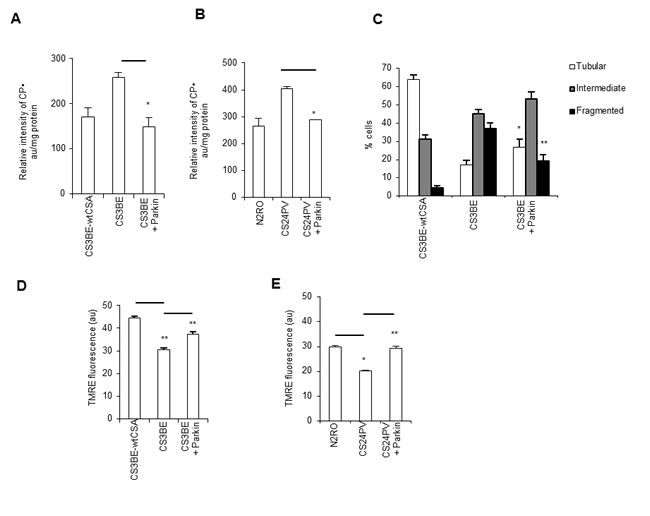 Overexpression of Parkin rescues the defective mitochondrial phenotype of CS-A cells.