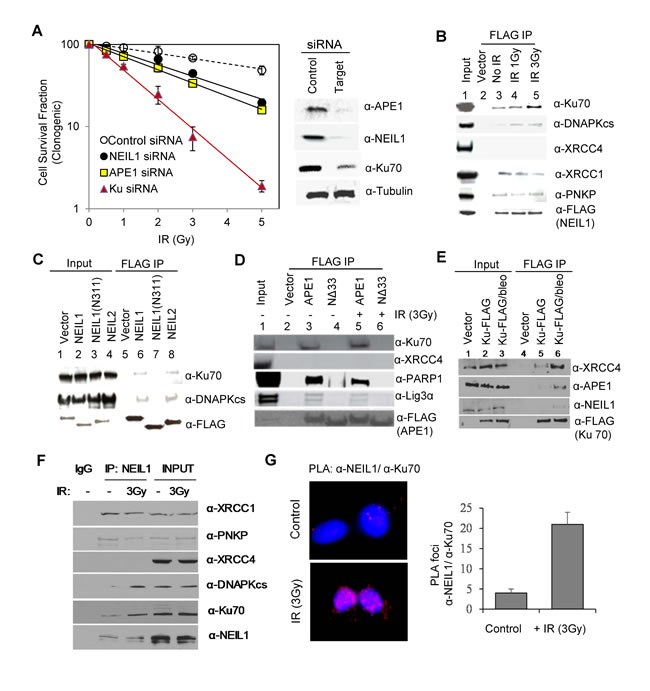 Crosstalk between BER and DSB repair after irradiation.