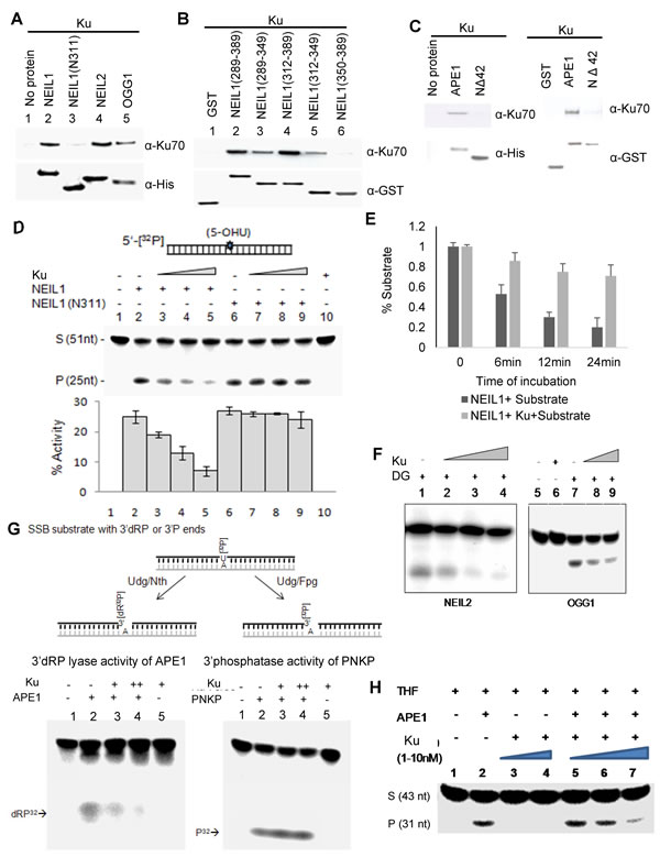 Ku inhibits DGs