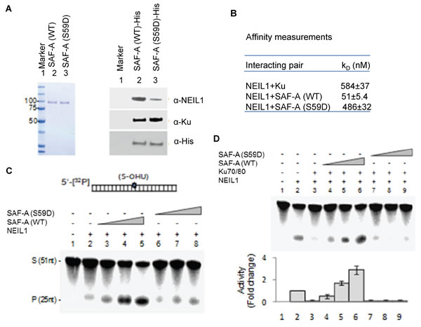 WT SAF-A but not the S59D mutant overrides NEIL1 inhibition by Ku.