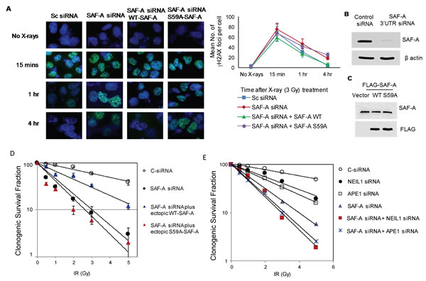 SAF-A&#x2019;s radioprotective function requires its S59 phosphorylation and its additive effect with APE1 and NEIL1.