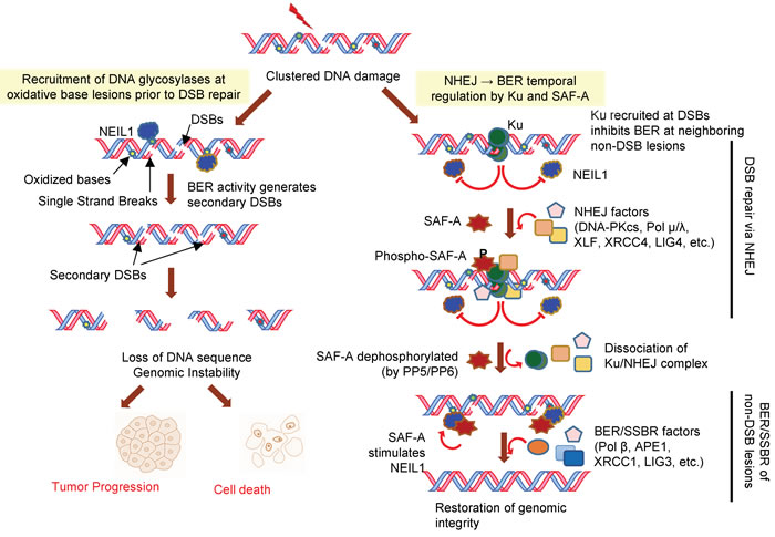 Model of temporal regulation of IR-induced clustered damage in human genome.