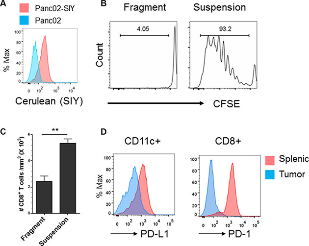 Development of an established syngeneic pancreatic tumor model that mimics the CD8+ Tlo PD-L1hi phenotype in pancreatic cancer.