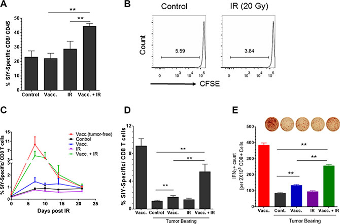 Antigen-specific vaccination plus local radiation convert the established tumor from low level to high level of CD8+ T cell infiltration.