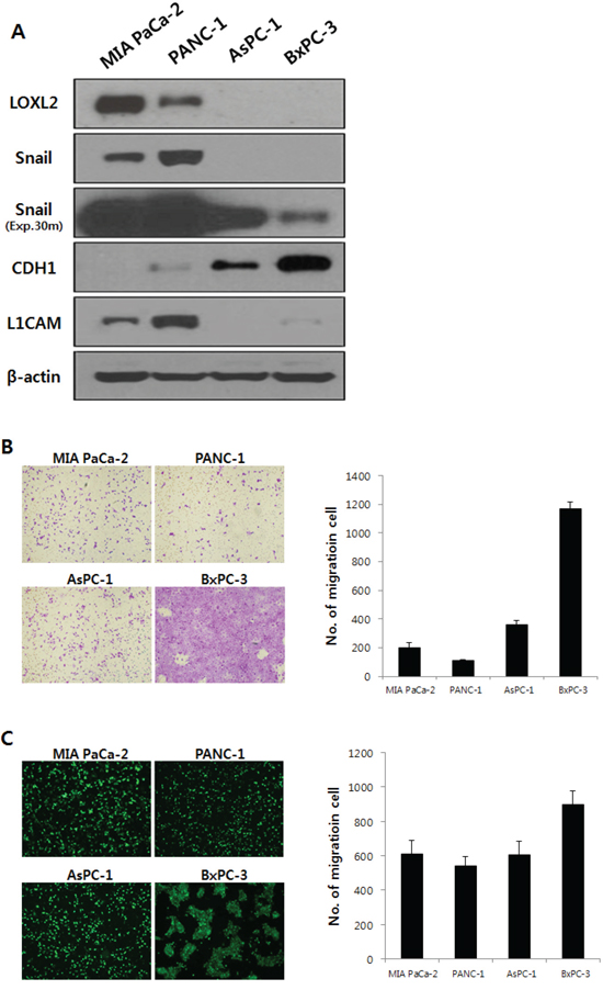 LOXL2 expression and properties of migration and invasiveness were analyzed in pancreatic cancer cell lines.