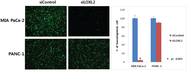 Effect of LOXL2 on pancreatic cancer cell invasion based on transendothelial migration assay.