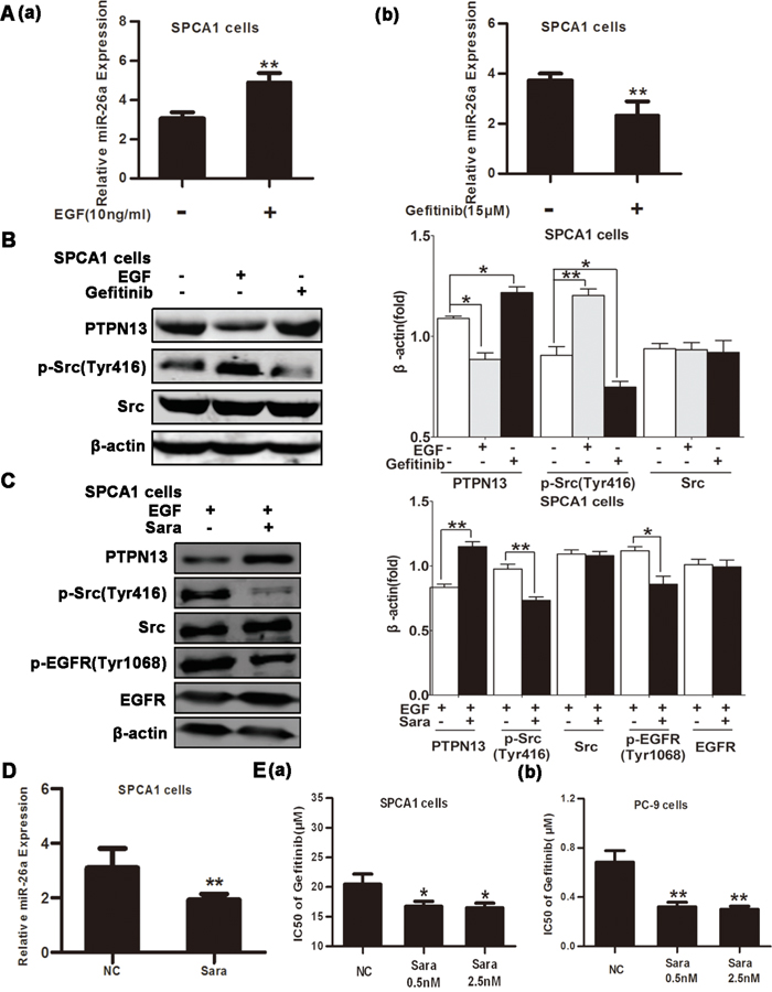 miR-26a is upregulated by EGFR/Src signaling.