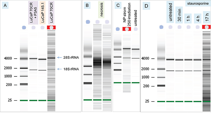 DNA fragmentation of AGR2-treated cells.