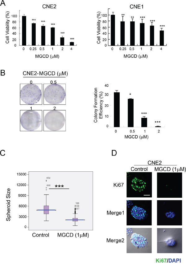 MGCD suppresses proliferation in 2D and 3D cultured NPC cells.