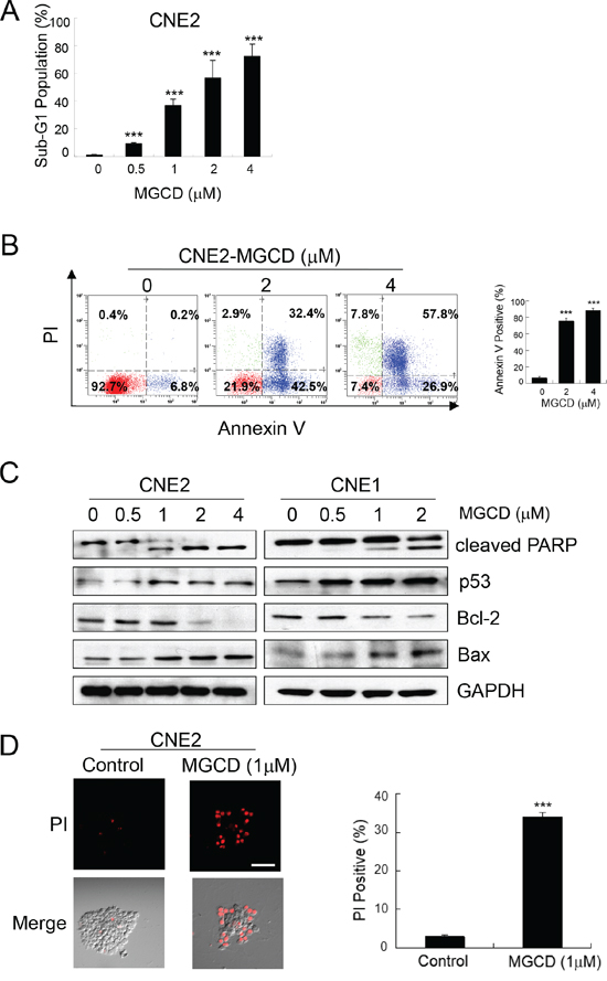 MGCD induces apoptosis in 2D and 3D cultured NPC cells.