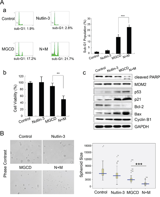 Nutlin-3 synergizes MGCD-induced-apoptosis in 2D and 3D cultured CNE2 cells.