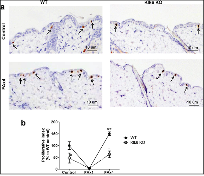 Development of proliferative resistance to chronic glucocorticoid is decreased in skin of KLK6 KO mice.