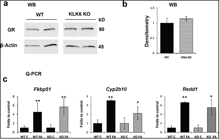 The expression and function of the glucocorticoid receptor is not affected by the lack of KLK6.