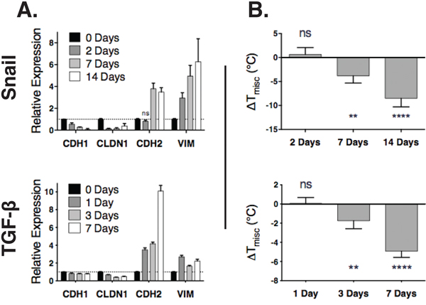 Changes in an EMT transcription program precede lipid raft destabilization.