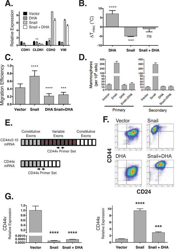 DHA maintains a mesenchymal state while inhibiting stem cell phenotypes.