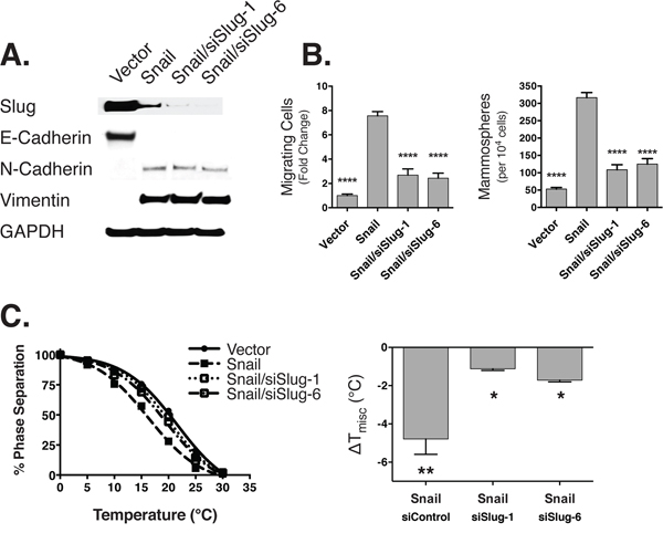 Slug knockdown leads to loss of stem cell properties concomitant with stabilization of raft domains.