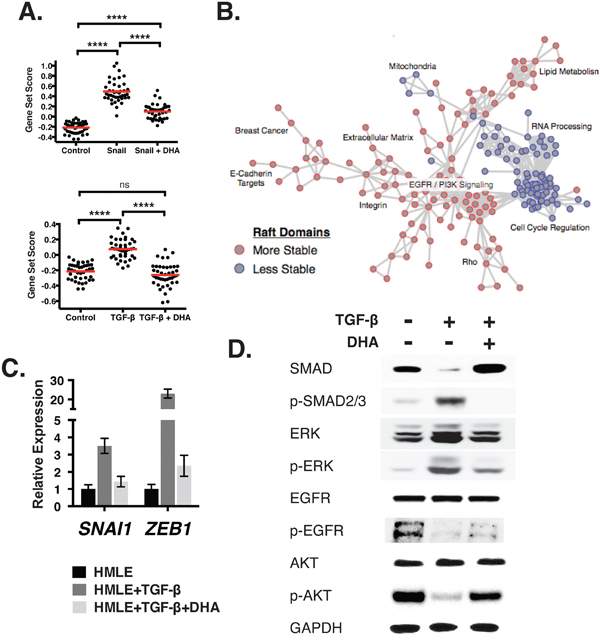 Alterations in membrane organization lead to transcriptional reprogramming of the cell.