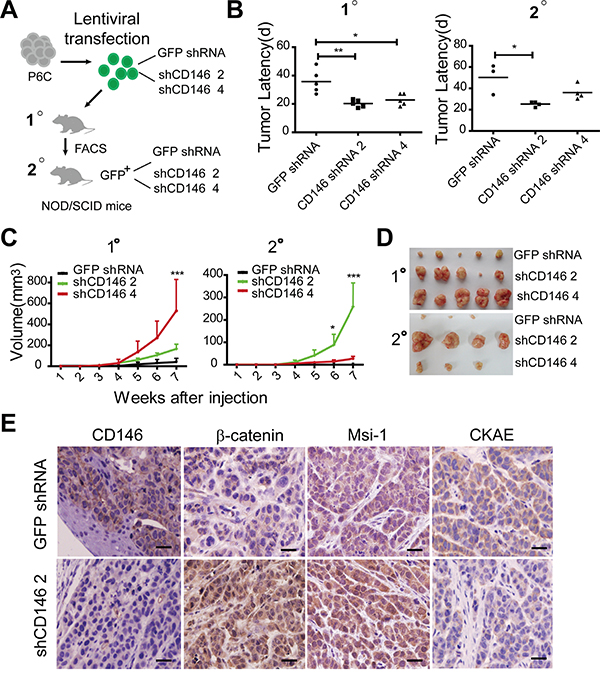 Reduced CD146 expression promotes tumorigenesis of CRC.