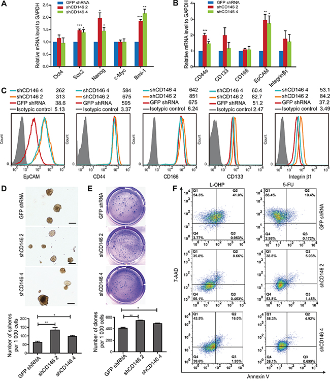 Knockdown of CD146 in CRC cells restores a stem cell phenotype.
