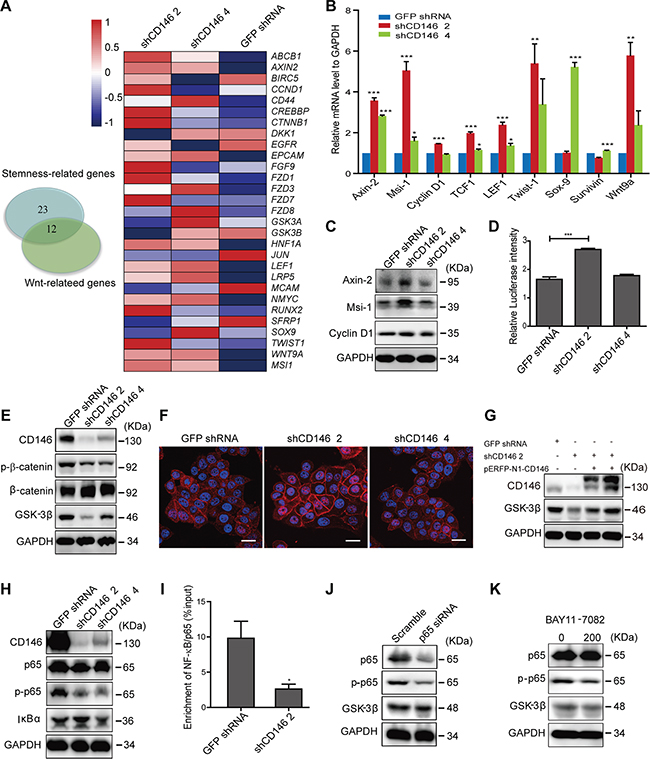 Knockdown of CD146 activates canonical Wnt signaling in CRC cells.