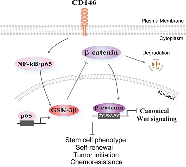 Schematic model illustrating the effect of CD146 on canonical Wnt signaling and cancer stemness.