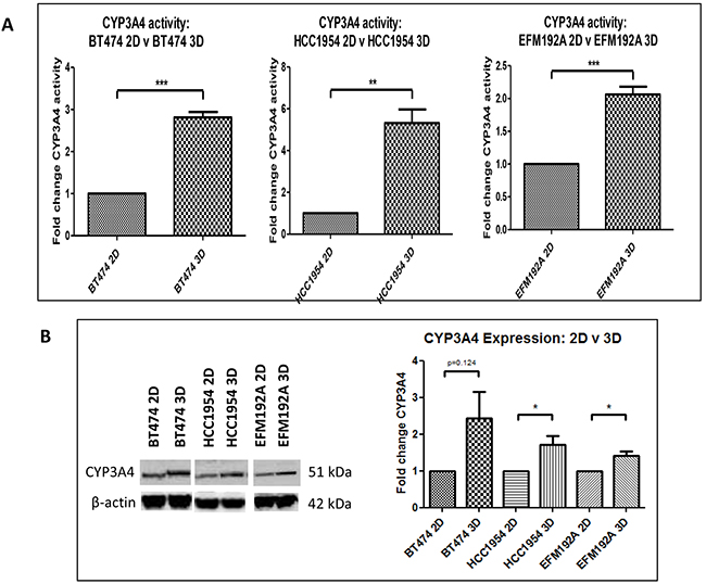 CYP3A4 activity and protein in 3D compared to 2D cells.