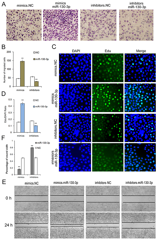 Onco-miR-130 promotes cell proliferation and migration of SGC7901 cells.