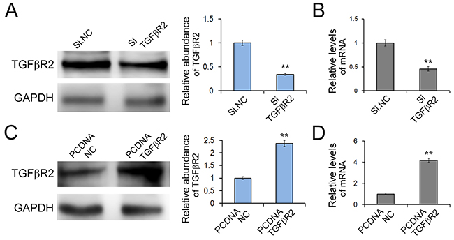 Effects of TGF&beta;R2 silencing and overexpressing in SGC7901 cells.