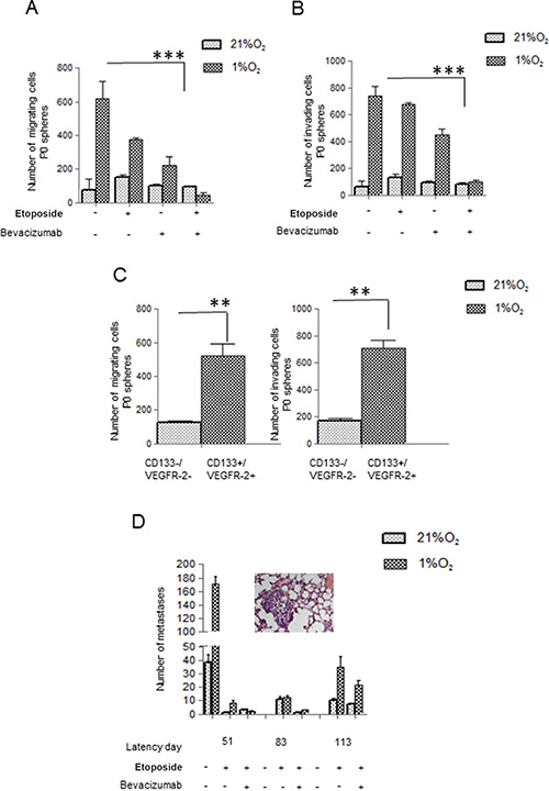 Bevacizumab reduces Hs294T cell motility and in vivo metastases formation.