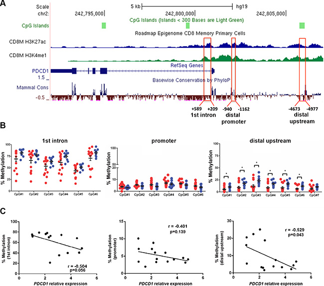 The distal upstream region of PDCD1 is hypomethylated in CD8+ T cells from CLL patients.