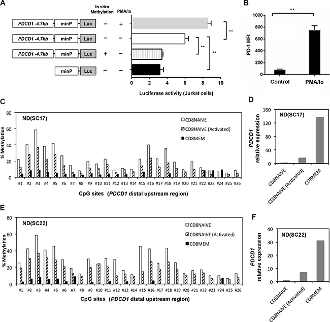 CpG methylation regulates enhancer activity of a distal upstream sequence of PDCD1.