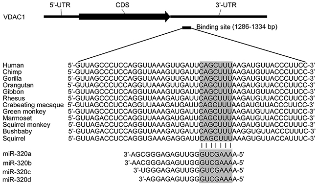 Bioinformatic analysis of miR-320 binding site in VDAC1 mRNA 3&rsquo;-UTR.