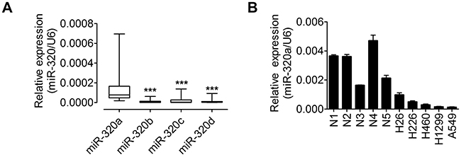 miR-320a is highly expressed in lung tissues and decreased in NSCLC cell lines.